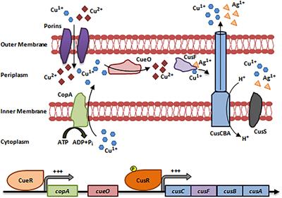 Heavy Metal Toxicity in Armed Conflicts Potentiates AMR in A. baumannii by Selecting for Antibiotic and Heavy Metal Co-resistance Mechanisms